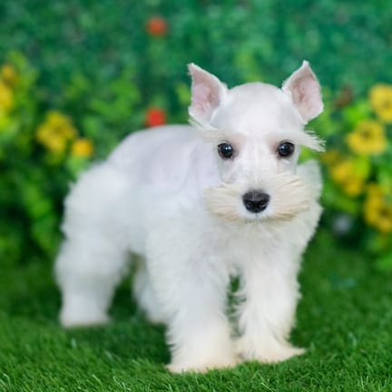 Mini Schnauzer puppy named Harold