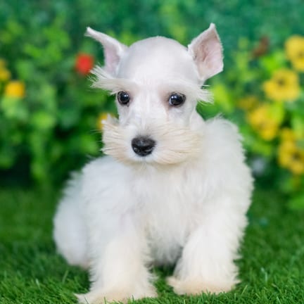 Mini Schnauzer puppy named Harold