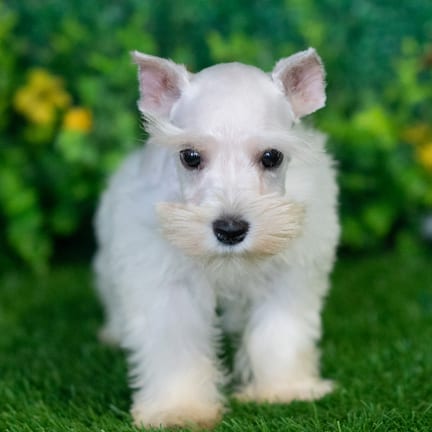 Mini Schnauzer puppy named Harold