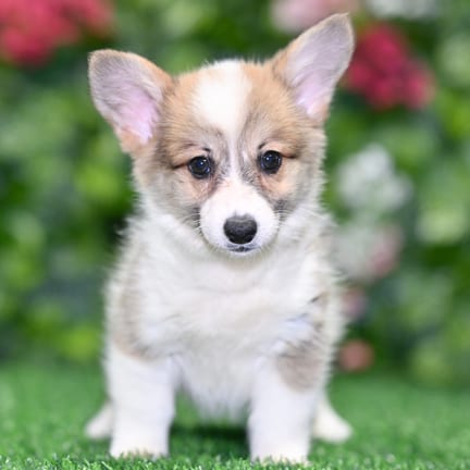 Pembroke Welsh Corgi puppy named Sophia