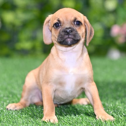 Puggle puppy named Nori