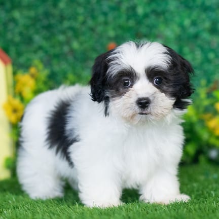 Shihpoo puppy named Andre