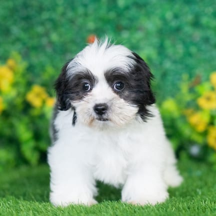 Shihpoo puppy named Andre