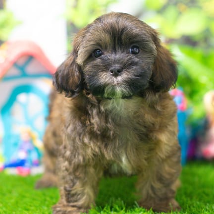 Shihpoo puppy named Bandit
