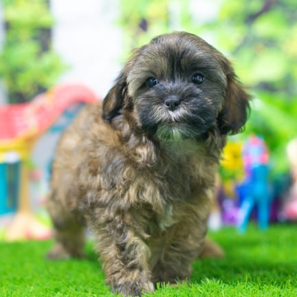 Shihpoo puppy named Bandit
