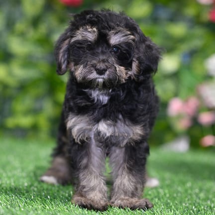 Yorkiepoo puppy named Bradford