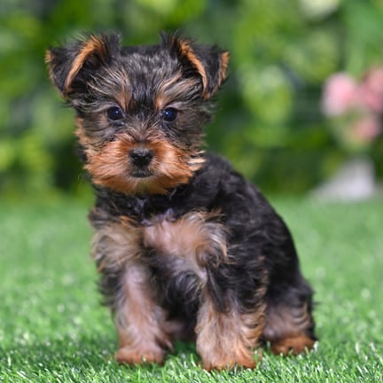 Yorkshire Terrier puppy named Daniel