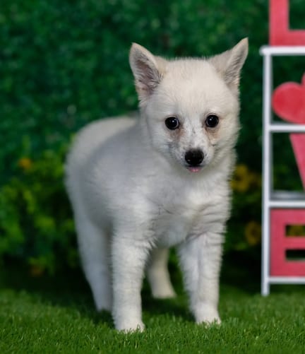 Alaskan Klee Kai puppy named Wheeler