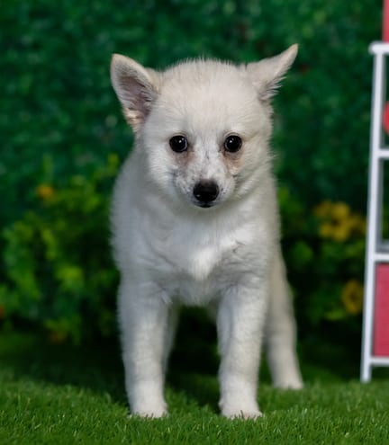 Alaskan Klee Kai puppy named Wheeler
