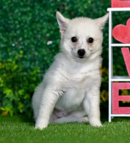 Alaskan Klee Kai puppy named Wheeler