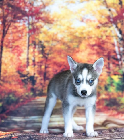 Alaskan Klee Kai puppy named Kiki