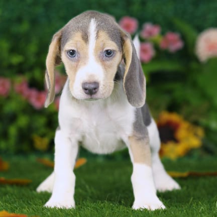 Beagle puppy named Vera