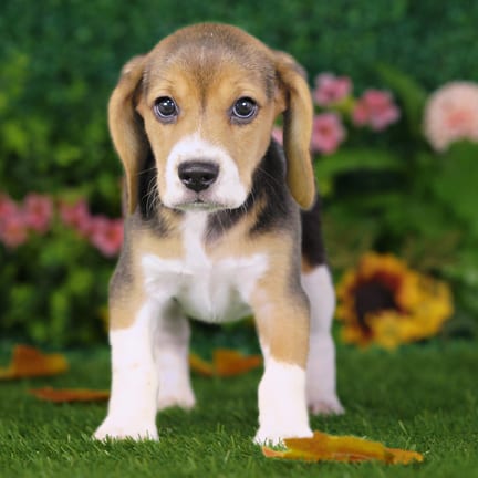 Beagle puppy named Ursula