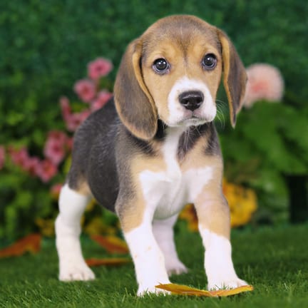 Beagle puppy named Ursula
