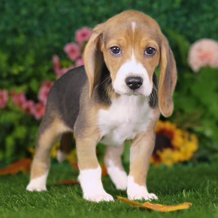 Beagle puppy named Cherry