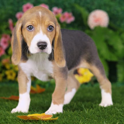 Beagle puppy named Cherry