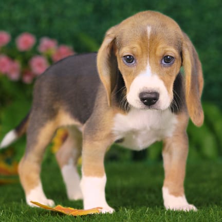 Beagle puppy named Cherry