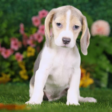 Beagle puppy named Atari