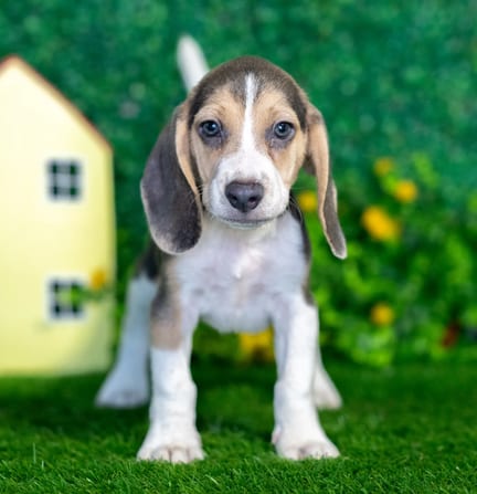 Beagle puppy named Wallace