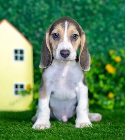Beagle puppy named Wallace