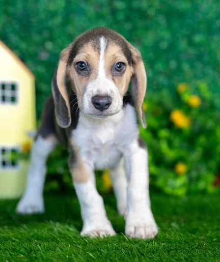 Beagle puppy named Wallace