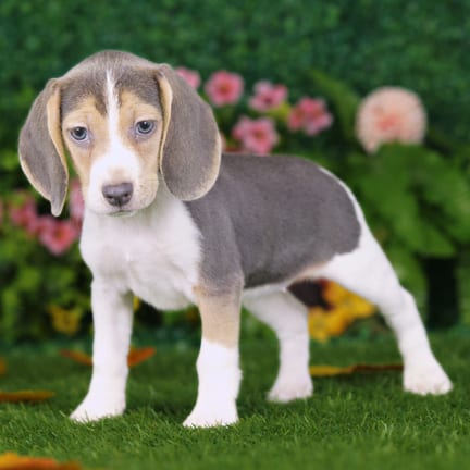 Beagle puppy named Olympia