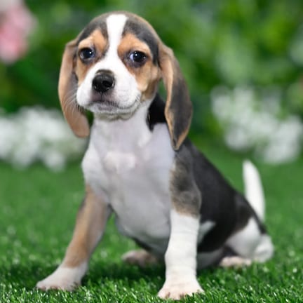 Beagle puppy named River