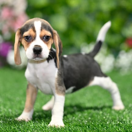 Beagle puppy named River