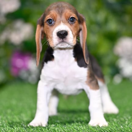 Beagle puppy named Opal