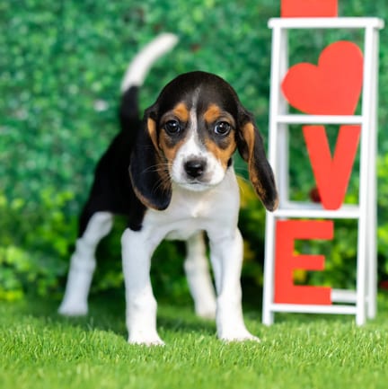 Beagle puppy named Peaches
