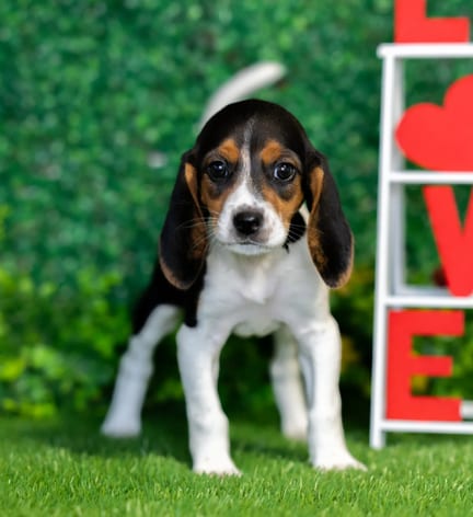 Beagle puppy named Peaches