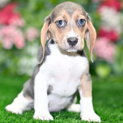Beagle puppy named Donovan