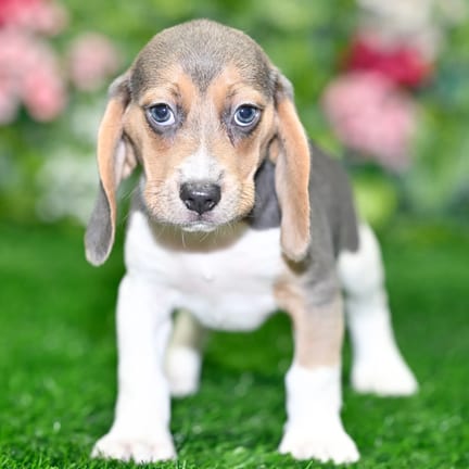 Beagle puppy named Donovan