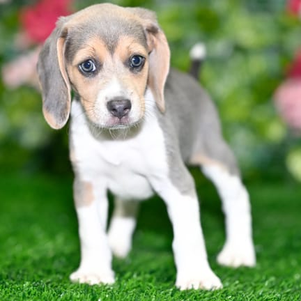 Beagle puppy named Lilly