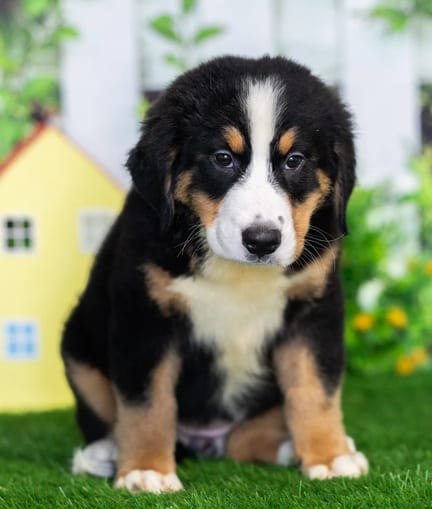 Bernese Mountain Dog puppy named Lily