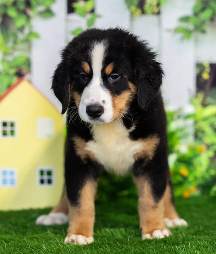 Bernese Mountain Dog puppy named Lily