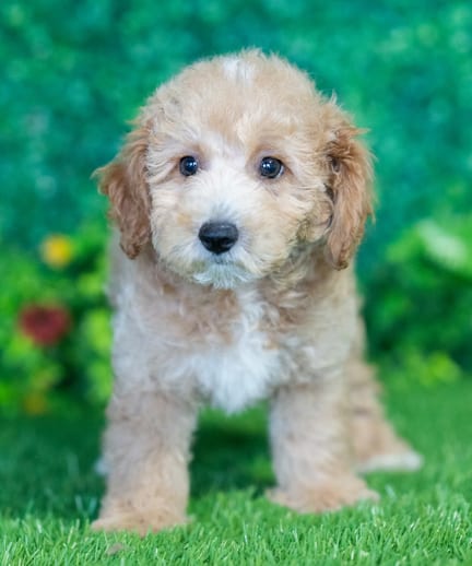 Bichonpoo F1B puppy named Tripp