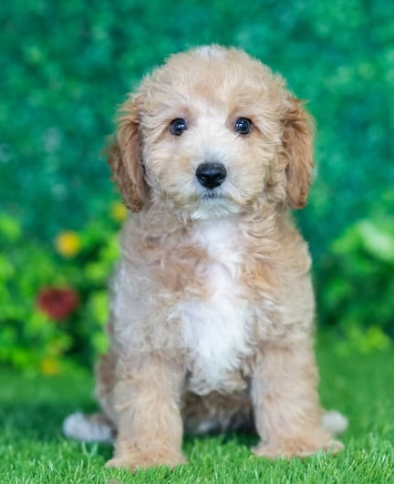 Bichonpoo F1B puppy named Tripp