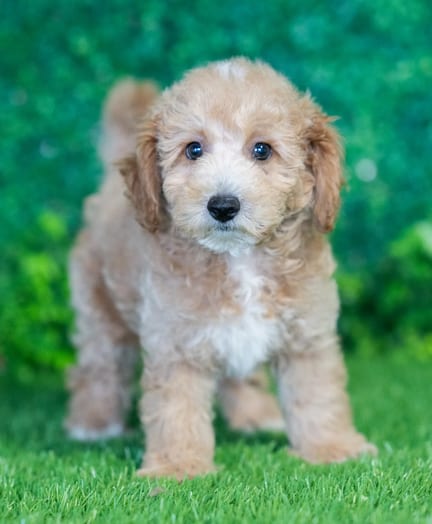Bichonpoo F1B puppy named Tripp