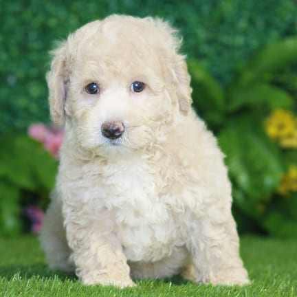 Bichonpoo puppy named Hugo