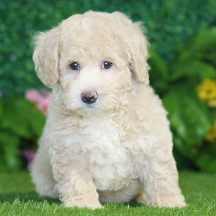 Bichonpoo puppy named Hugo
