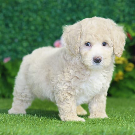 Bichonpoo puppy named Hugo