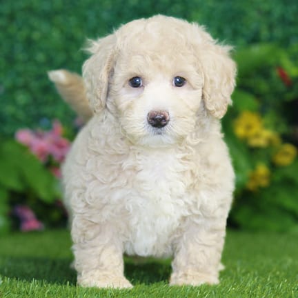 Bichonpoo puppy named Hugo