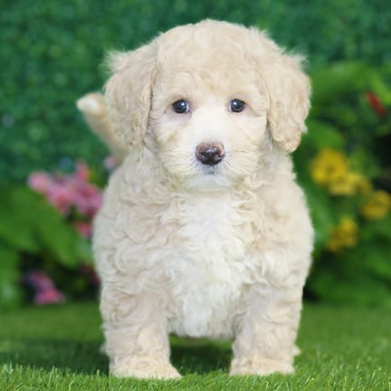 Bichonpoo puppy named Hugo