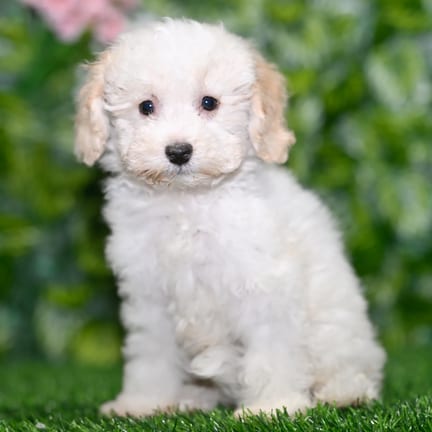 Bichonpoo puppy named Pierce