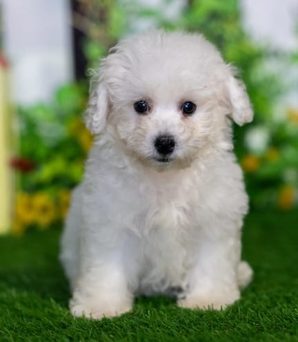 Bichonpoo puppy named Mattie