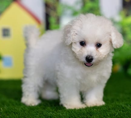 Bichonpoo puppy named Mattie