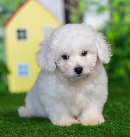 Bichonpoo puppy named Mack