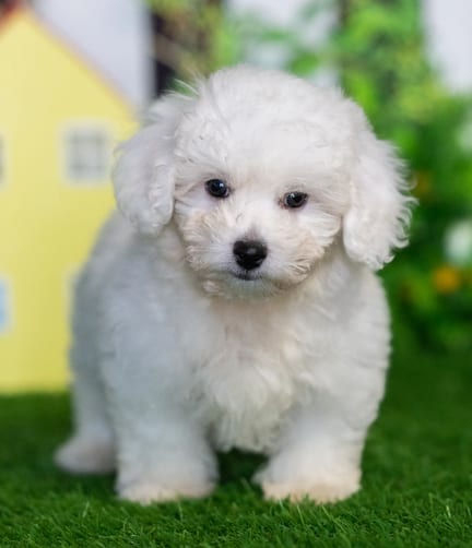 Bichonpoo puppy named Mack