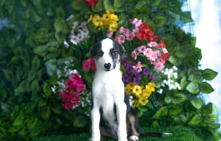 Border Collie puppy named Seven